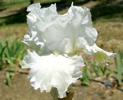 I'll Fly Away - tall bearded Iris