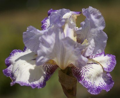 I'm in Stitches - tall bearded Iris