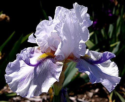 I'm So Confused - tall bearded Iris