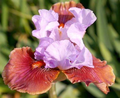 I'm Yours - fragrant tall bearded Iris