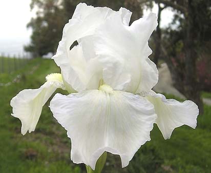 Immortality - fragrant reblooming tall bearded Iris
