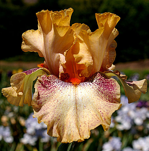 Impertinent - fragrant border bearded Iris