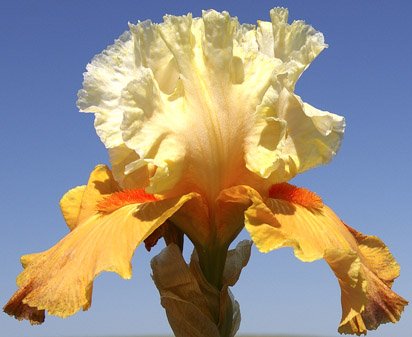 Impulsive - fragrant tall bearded Iris