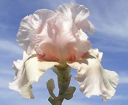 In Person - tall bearded Iris