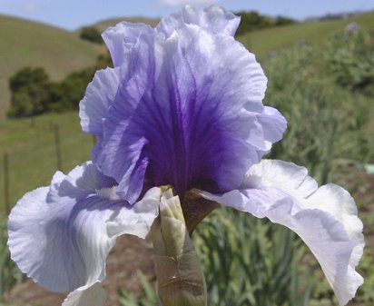 Incantation - tall bearded Iris