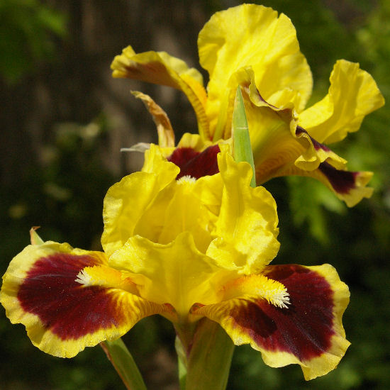Index - SDB Standard Dwarf Bearded