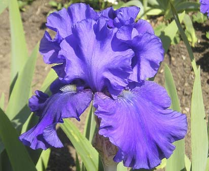 Indigo Princess - fragrant tall bearded Iris