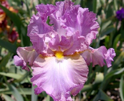 Indulge - fragrant tall bearded Iris