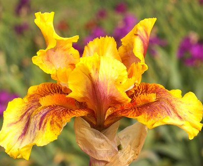 Infernal Fire - fragrant reblooming tall bearded Iris