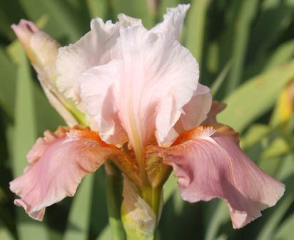 Infinite Grace - tall bearded Iris