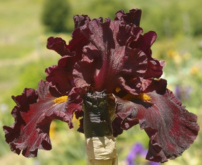 Infrared - tall bearded Iris