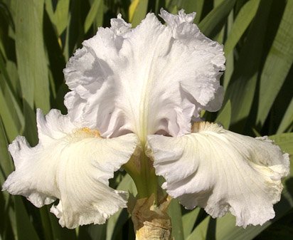 Inner Vision - reblooming tall bearded Iris