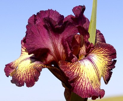 Innocent Star - Tall bearded Iris