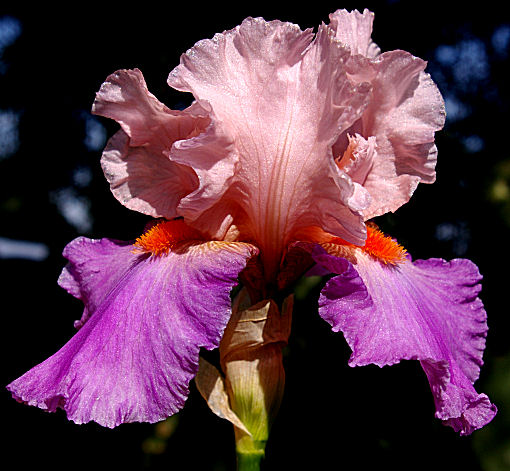 Instant Hit - tall bearded Iris