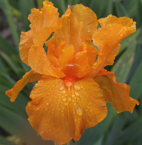 Intense Farewell - tall bearded Iris