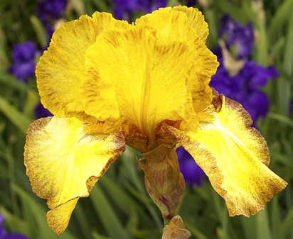 Interesting Expression - tall bearded Iris