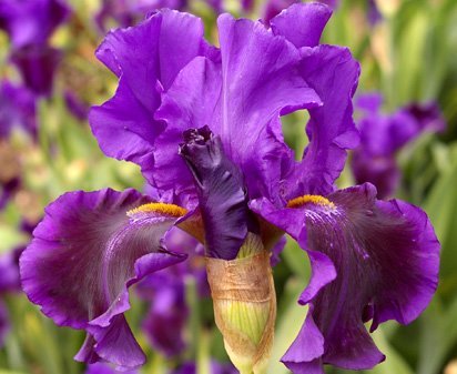 Into The Night - reblooming tall bearded Iris