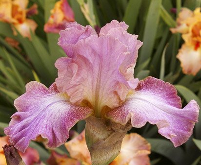 Introspection - tall bearded Iris