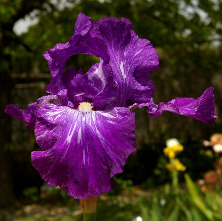 Inty Greyshun - border bearded Iris