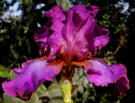 Iridium Nights - tall bearded Iris