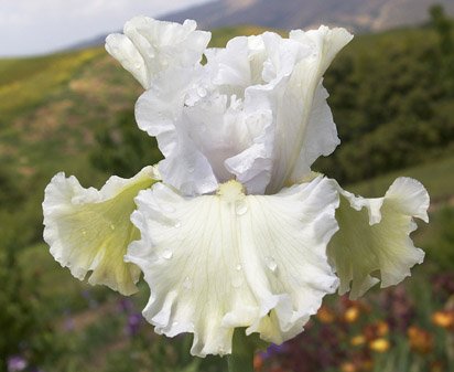 Irish Cream - fragrant tall bearded Iris