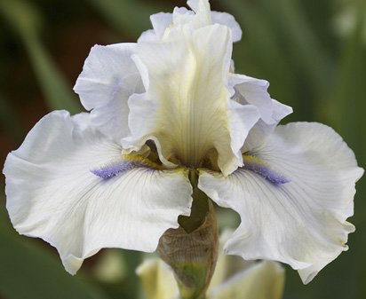Iron Eagle - fragrant reblooming tall bearded Iris