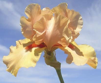 Island Sunset - tall bearded Iris