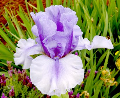 Island Surf - tall bearded Iris
