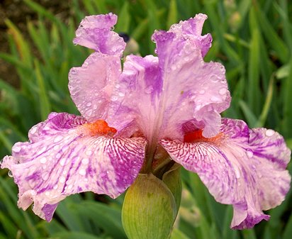Isn't This Something - fragrant tall bearded Iris