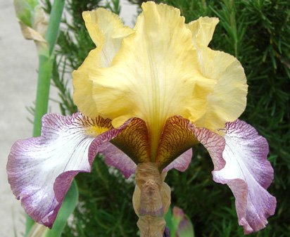 Istanbul - fragrant reblooming tall bearded Iris