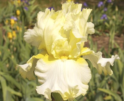 Italian Ice - fragrant tall bearded Iris