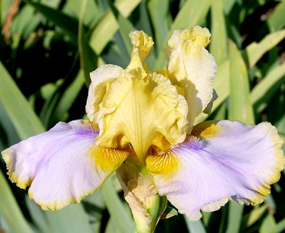 It's Getting Better - tall bearded Iris