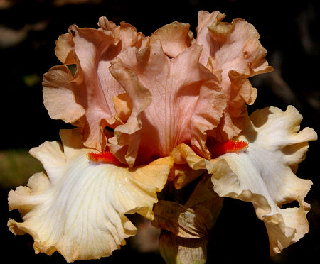 It's Our Time - fragrant tall bearded Iris
