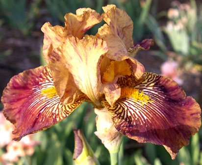 Jackal Cackle - tall bearded Iris