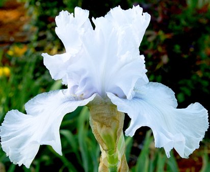 Jaguar Blue - fragrant tall bearded Iris