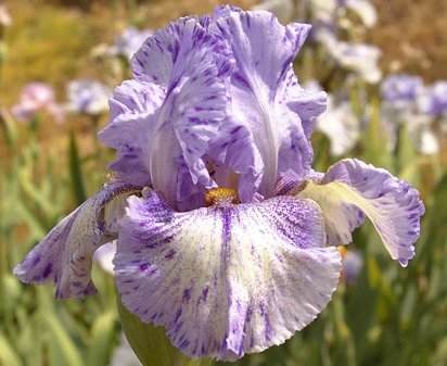 Jammy Prints - fragrant reblooming tall bearded Iris