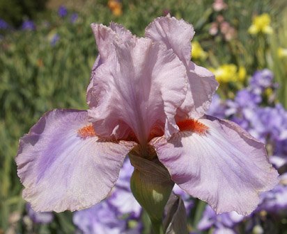 Janie Meek - fragrant tall bearded Iris