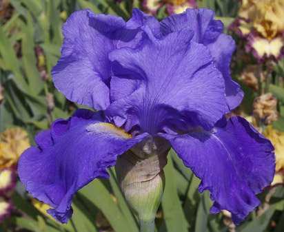 Jazz Me Blue - tall bearded Iris