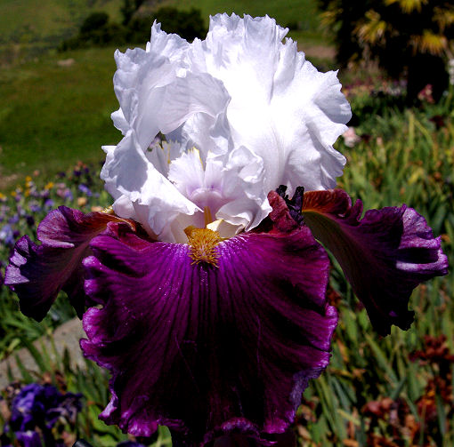 Jazz Queen - tall bearded Iris