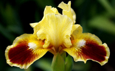 Jazzamatazz - SDB Standard Dwarf Bearded