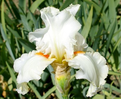 Je T'aime - tall bearded Iris