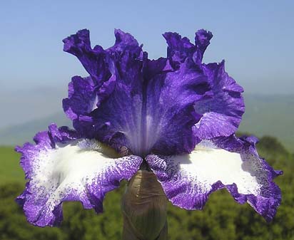 Jesse's Song - reblooming tall bearded Iris