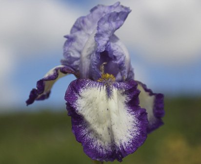 Jigsaw - tall bearded Iris
