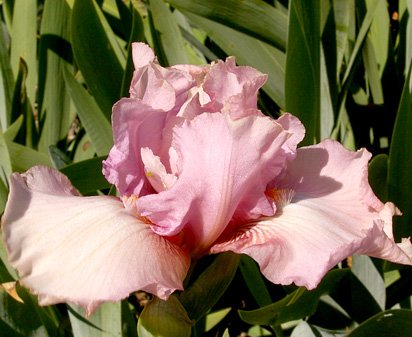 Jo Vallery - fragrant tall bearded Iris