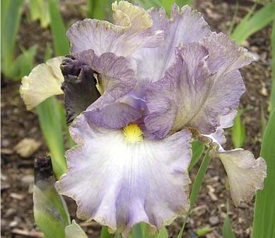 Joan's Pleasure - fragrant reblooming tall bearded Iris