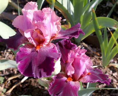 Joaquin Lady - fragrant tall bearded Iris