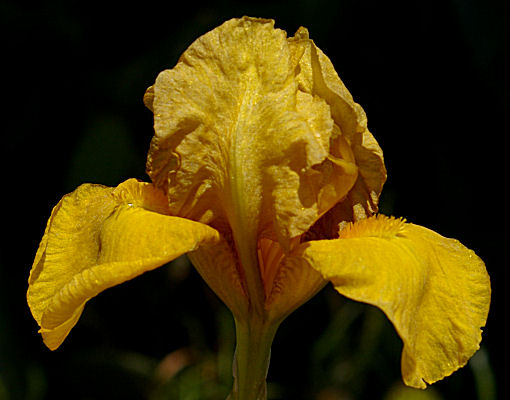 John - fragrant Intermediate bearded Iris