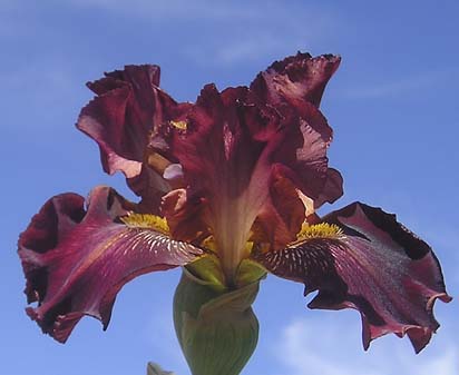 Johnny Reb - fragrant tall bearded Iris