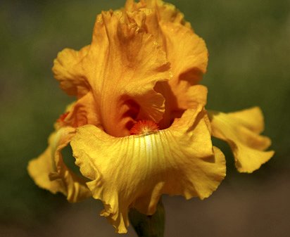 Jolt - reblooming tall bearded Iris