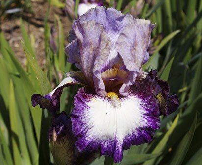 Joy Junction - fragrant tall bearded Iris